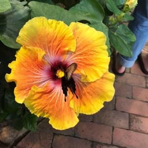 Meet your Posher, Cheryl